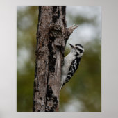 Woody Poster (Vorne)