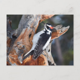 "Woody Woodpecker" im Rocky Mountain Nationalpark Postkarte