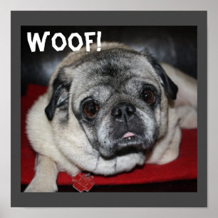 Woof, Mops Poster