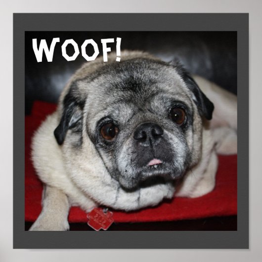 Woof, Mops Poster (Vorne)
