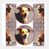 Woof N' Wags Quadratischer Aufkleber (Vorderseite)