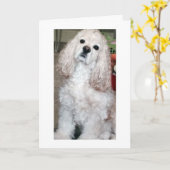 WOOF WOOF/HAPPY BIRTHDAY SAYS COCKER SPANIEL KARTE (Gelbe Blume)