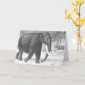 Woolmammut Antique Print Karte (Gelbe Blume)