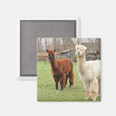 Wooly Alpacas ~ Magnet (Vorderseite/Rückseite)