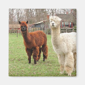 Wooly Alpacas ~ Magnet (Vorne)