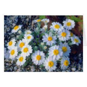 Wooly-Daisy-Wildblumen