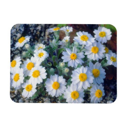 Wooly Daisy Wildblumen Magnet (Horizontal)