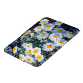 Wooly Daisy Wildblumen Magnet (Linke Seite)