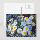 Wooly Daisy Wildblumen Postkarte (Vorne/Hinten)