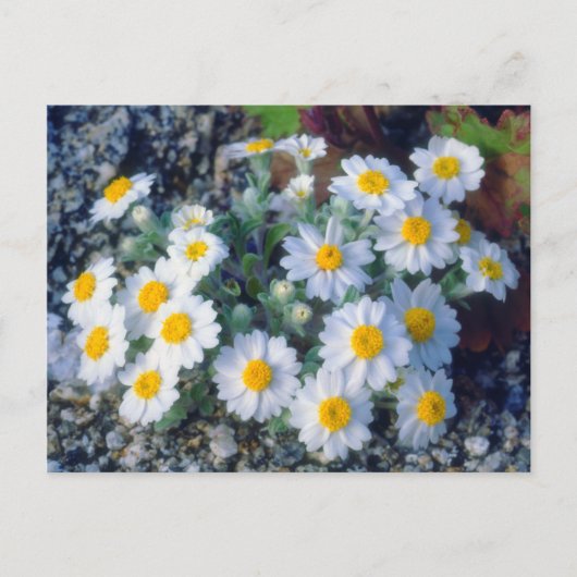 Wooly Daisy Wildblumen Postkarte (Vorderseite)