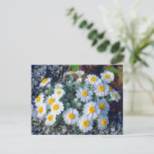 Wooly Daisy Wildblumen Postkarte (Stehend Vorderseite)