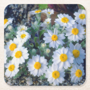 Wooly-Daisy-Wildblumen Rechteckiger Pappuntersetzer
