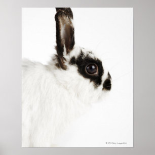 Wooly Kaninchen Jerseys Poster