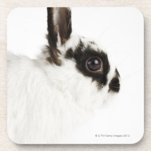 Wooly Kaninchen Jerseys Untersetzer