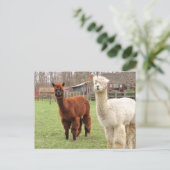 Wooly Llamas ~ Postcard Postkarte (Stehend Vorderseite)