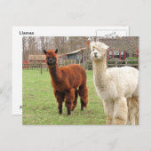 Wooly Llamas ~ Postcard Postkarte (Vorne/Hinten)