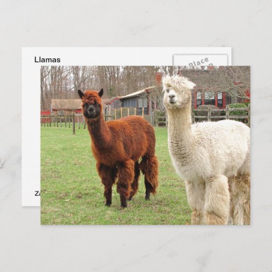 Wooly Llamas ~ Postcard Postkarte (Vorne/Hinten)