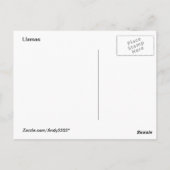 Wooly Llamas ~ Postcard Postkarte (Rückseite)