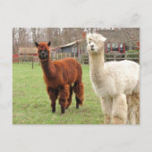 Wooly Llamas ~ Postcard Postkarte (Vorderseite)