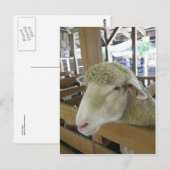 Wooly Sheep Postkarte (Vorne/Hinten)