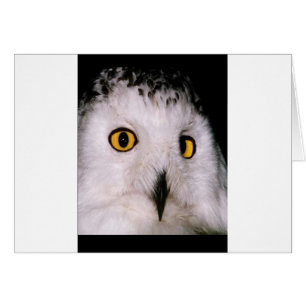 WOOT OWL