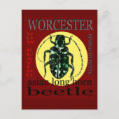 Worcester Long Horned Käfer Postkarte (Vorderseite)