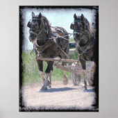 Working Amish Pintos Poster (Vorne)