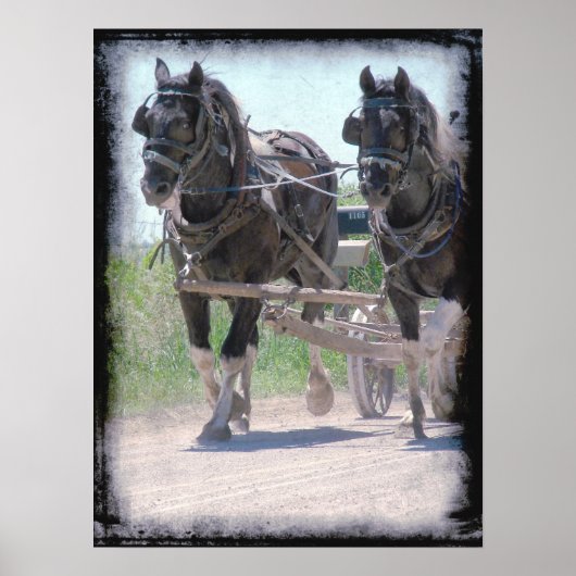 Working Amish Pintos Poster (Vorne)