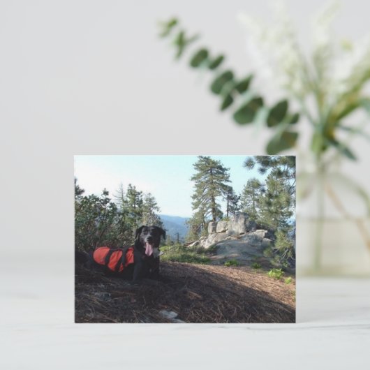 Working Dog Haley Conservation Canines Postkarte (Stehend Vorderseite)