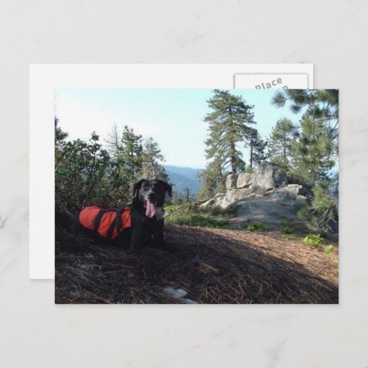 Working Dog Haley Conservation Canines Postkarte (Vorne/Hinten)