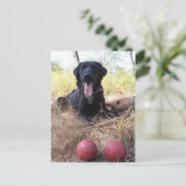 Working Dog Scooby Relaxing Konservierung Postkarte (Stehend Vorderseite)