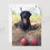 Working Dog Scooby Relaxing Konservierung Postkarte (Vorne/Hinten)