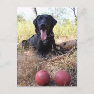 Working Dog Scooby Relaxing Konservierung Postkarte