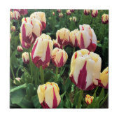 World Expression Tulips, Oregon Fliese (Vorderseite)