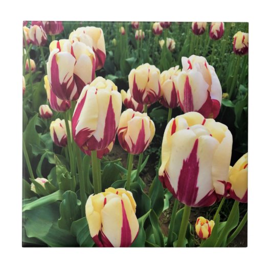 World Expression Tulips, Oregon Fliese (Vorderseite)