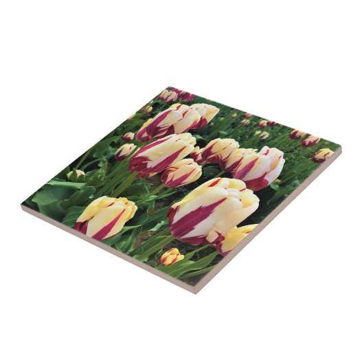 World Expression Tulips, Oregon Fliese (Seite)