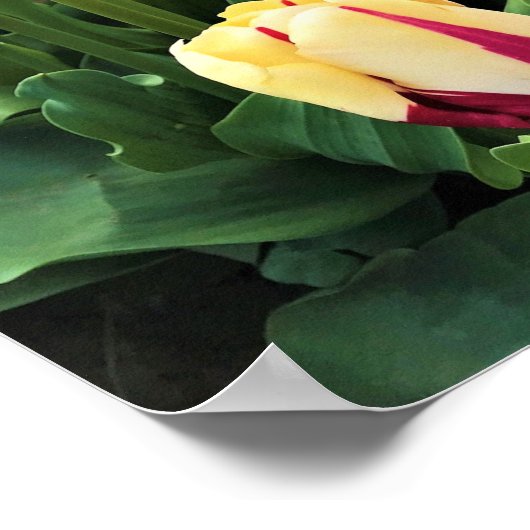 World Expression Tulips, Oregon Poster (Ecke)