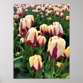 World Expression Tulips, Oregon Poster (Vorne)