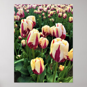 World Expression Tulips, Oregon Poster