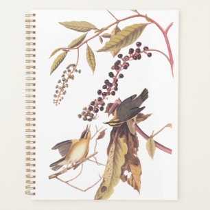 Worm Eating Warbler Audubon Singvogel Planer