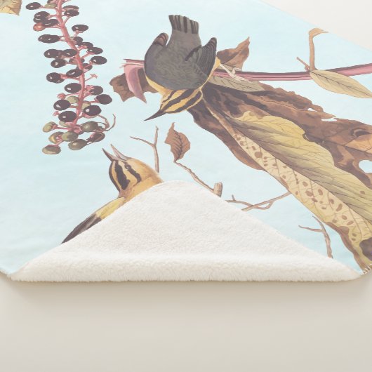 Worm Eating Warbler Audubon Singvogel Sherpadecke (3/4)