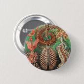 Worms, Annelids Chaetopoda von Ernst Haeckel Button (Vorne & Hinten)