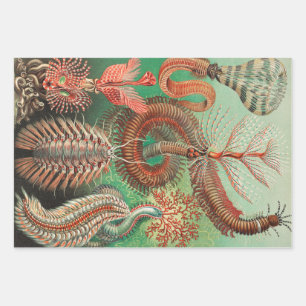 Worms, Annelids Chaetopoda von Ernst Haeckel Geschenkpapier Set