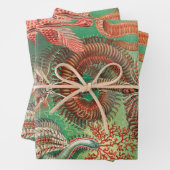 Worms, Annelids Chaetopoda von Ernst Haeckel Geschenkpapier Set (Beispiel)