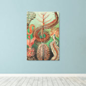 Worms, Annelids Chaetopoda von Ernst Haeckel Leinwanddruck (Insitu (Holzboden))