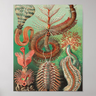 Worms, Annelids Chaetopoda von Ernst Haeckel Poster