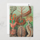 Worms, Annelids Chaetopoda von Ernst Haeckel Postkarte (Vorne/Hinten)