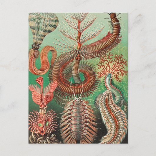 Worms, Annelids Chaetopoda von Ernst Haeckel Postkarte (Vorderseite)