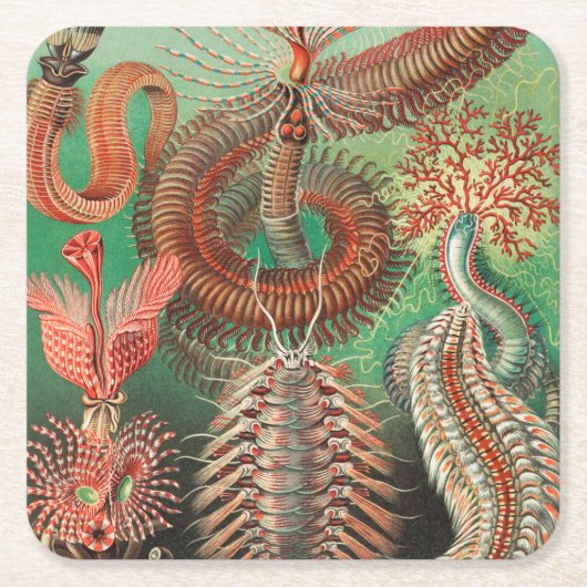 Worms, Annelids Chaetopoda von Ernst Haeckel Rechteckiger Pappuntersetzer (Vorderseite)