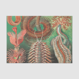Worms, Annelids Chaetopoda von Ernst Haeckel Seidenpapier